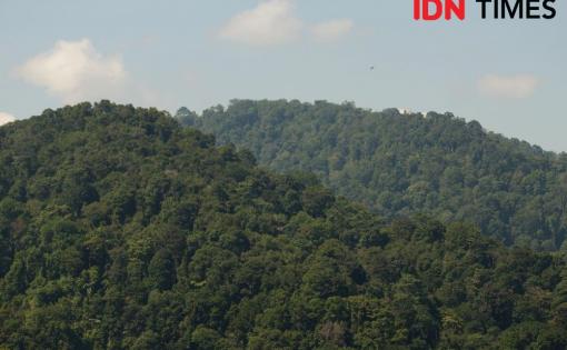 Detail Gambar Hutan Indonesia Nomer 28