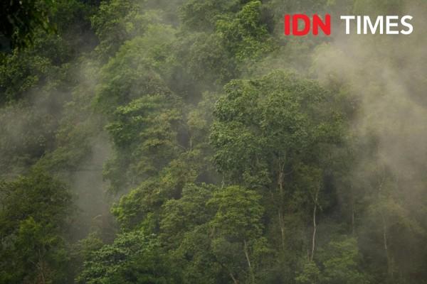 Detail Gambar Hutan Indonesia Nomer 31