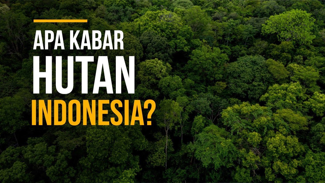 Detail Gambar Hutan Indonesia Nomer 47