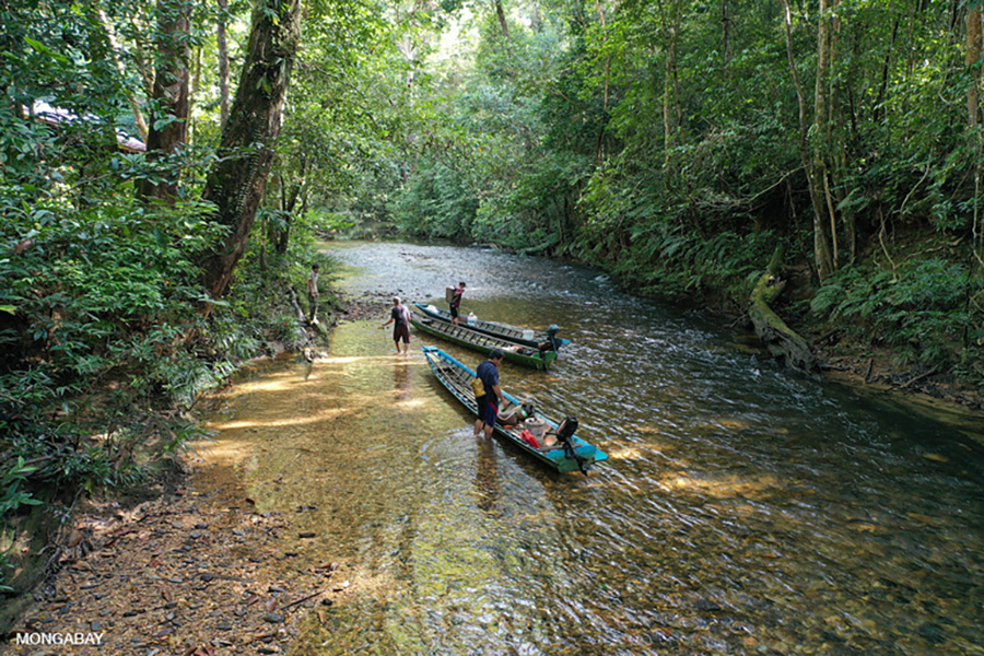 Detail Gambar Hutan Indonesia Nomer 49