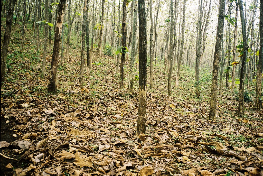 Detail Gambar Hutan Jati Nomer 30