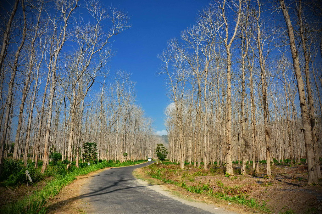 Detail Gambar Hutan Jati Nomer 49