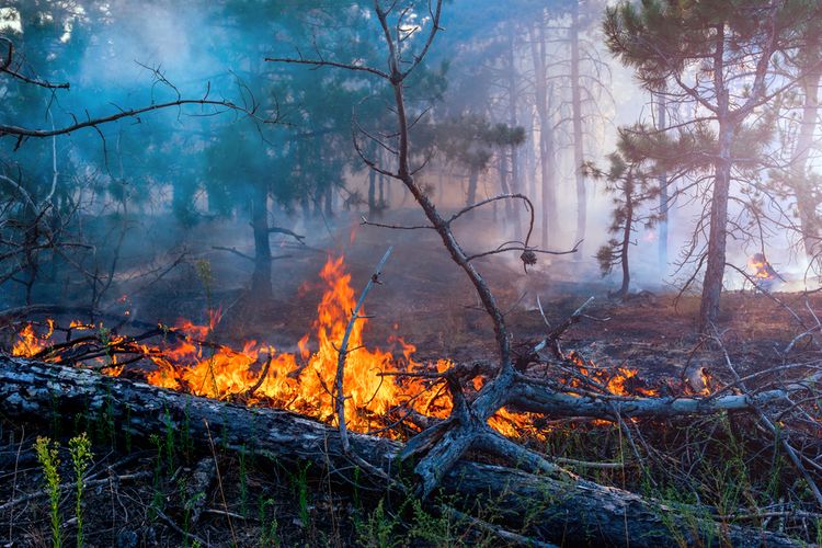 Detail Gambar Hutan Kebakaran Nomer 20