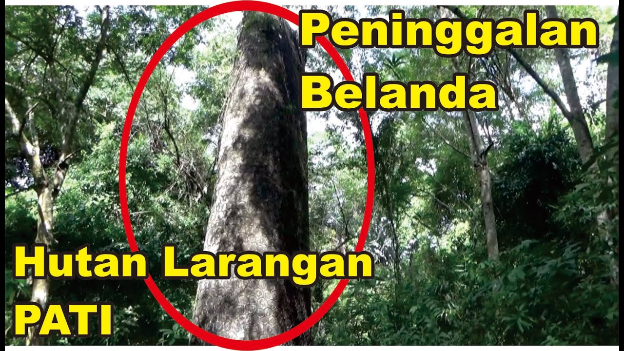 Detail Gambar Hutan Larangan Nomer 21