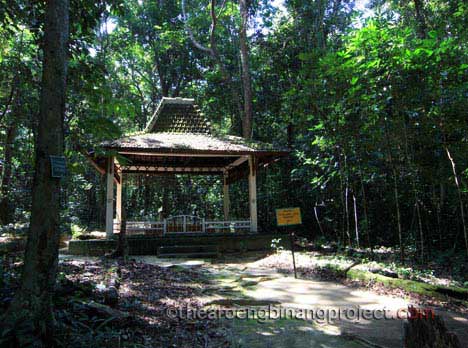 Detail Gambar Hutan Larangan Nomer 22