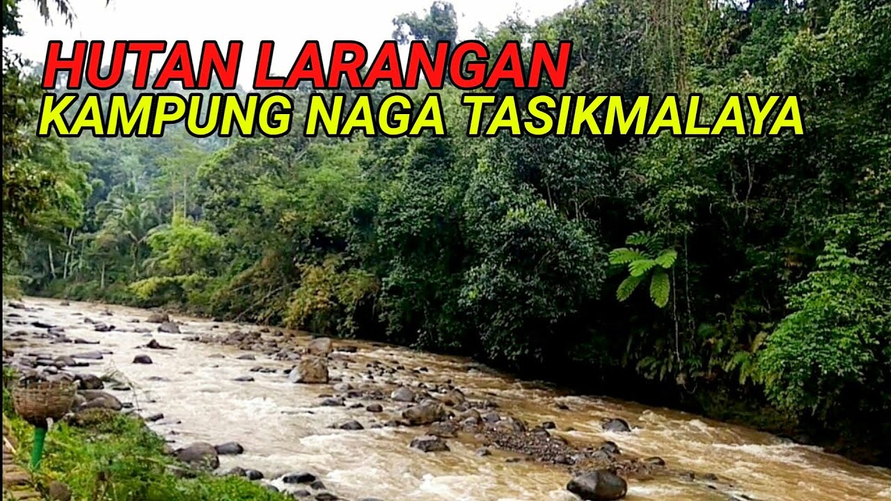 Detail Gambar Hutan Larangan Nomer 37