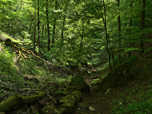 Gambar Hutan Lebat - KibrisPDR