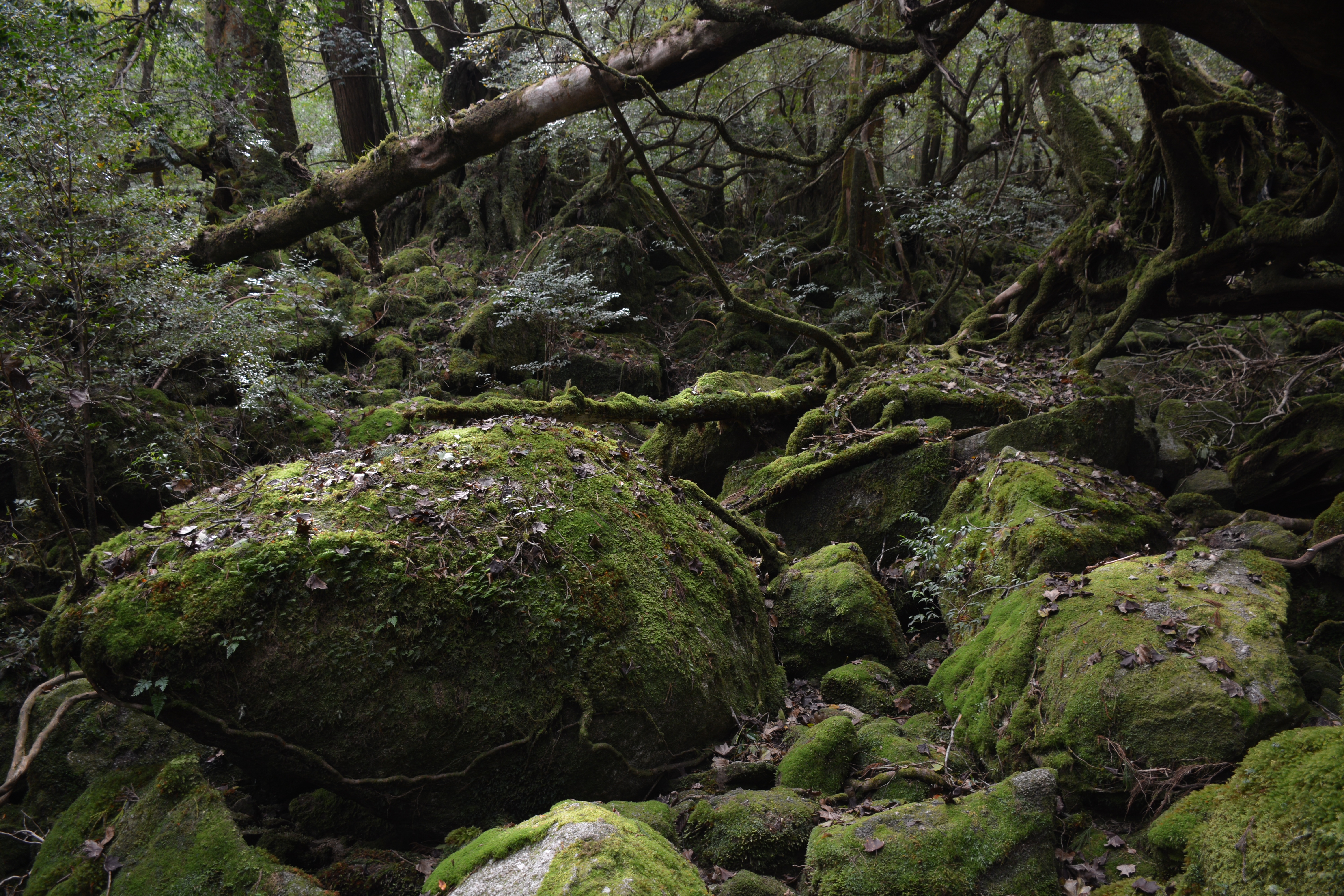 Detail Gambar Hutan Lebat Nomer 25