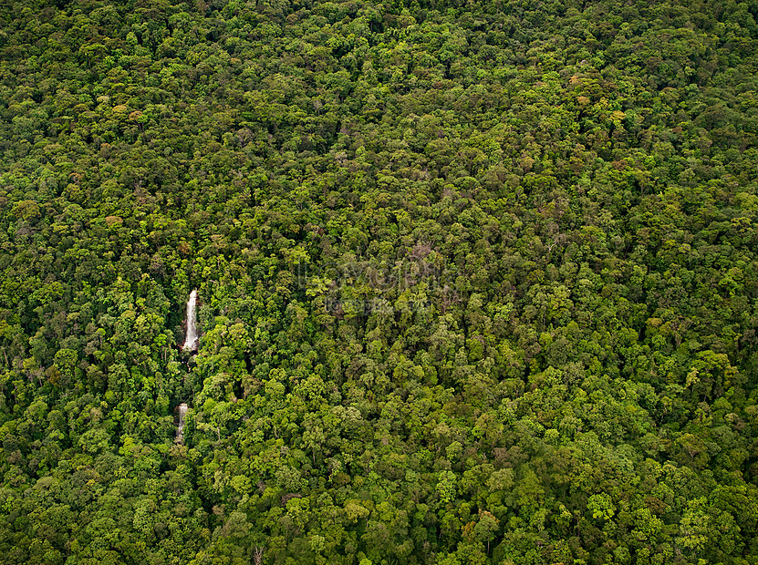 Detail Gambar Hutan Lebat Nomer 29