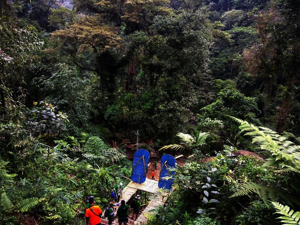 Detail Gambar Hutan Lebat Nomer 35