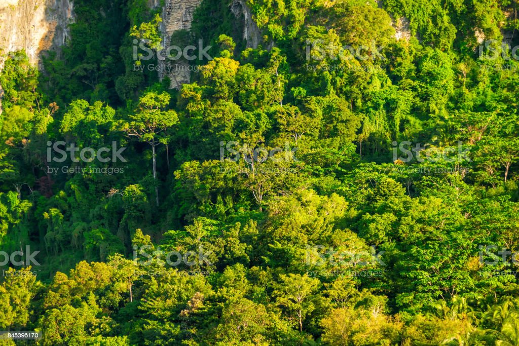 Detail Gambar Hutan Lebat Nomer 9