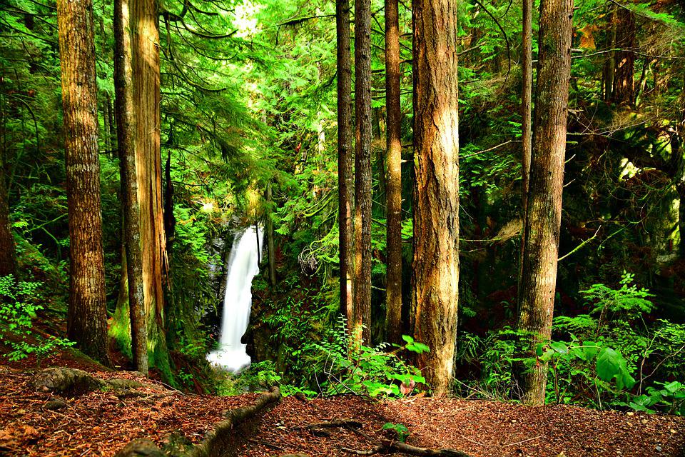 Detail Gambar Hutan Liar Gambar Air Terjun Nomer 19