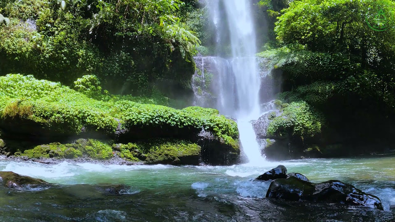 Detail Gambar Hutan Liar Gambar Air Terjun Nomer 25