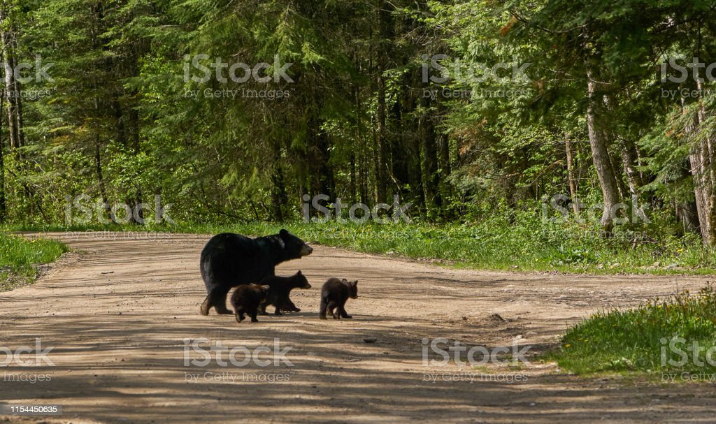 Gambar Hutan Liar Gambar Beruang - KibrisPDR