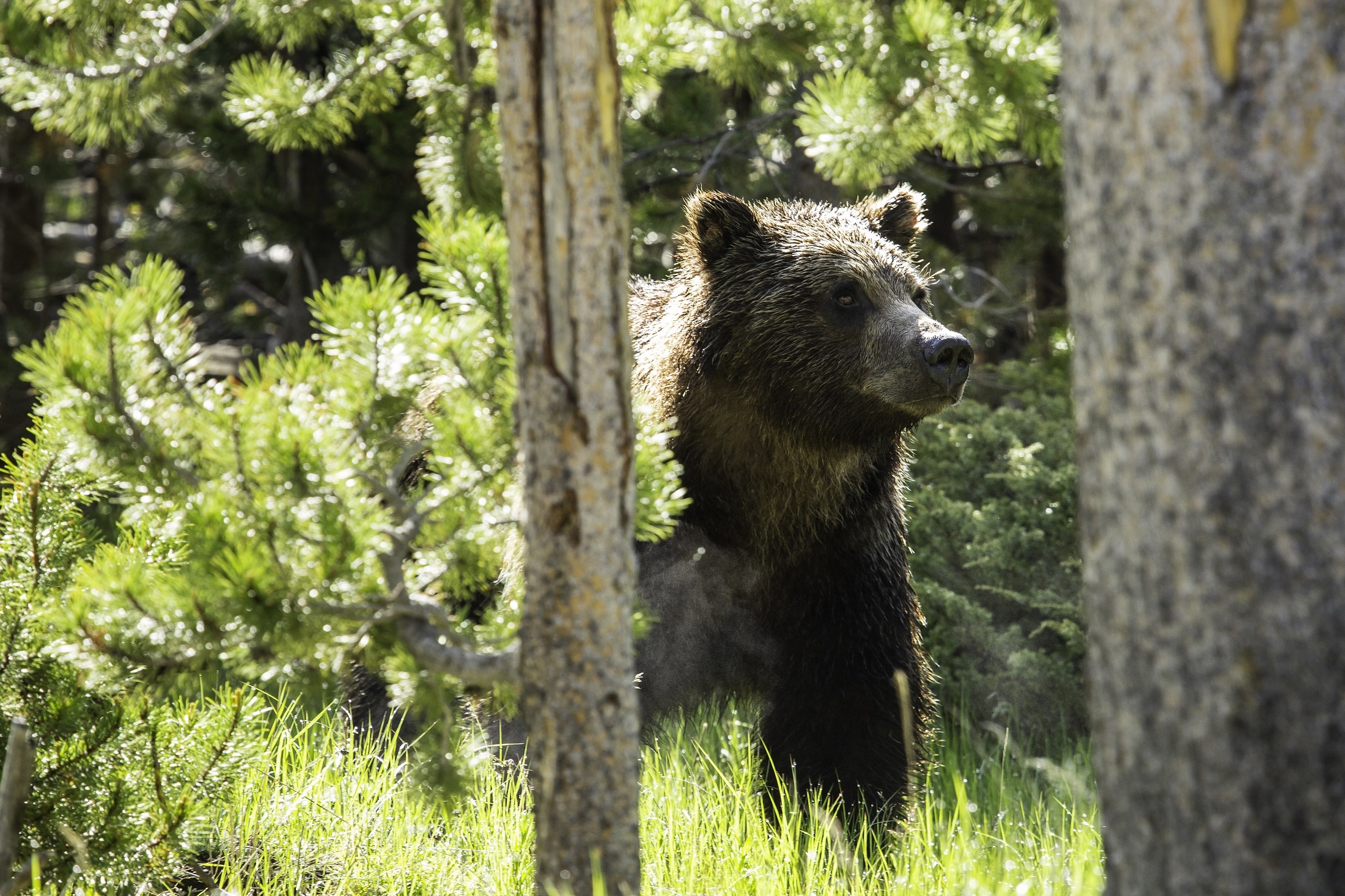 Detail Gambar Hutan Liar Gambar Beruang Nomer 19