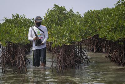 Detail Gambar Hutan Liar Hutan Mangrove Nomer 10