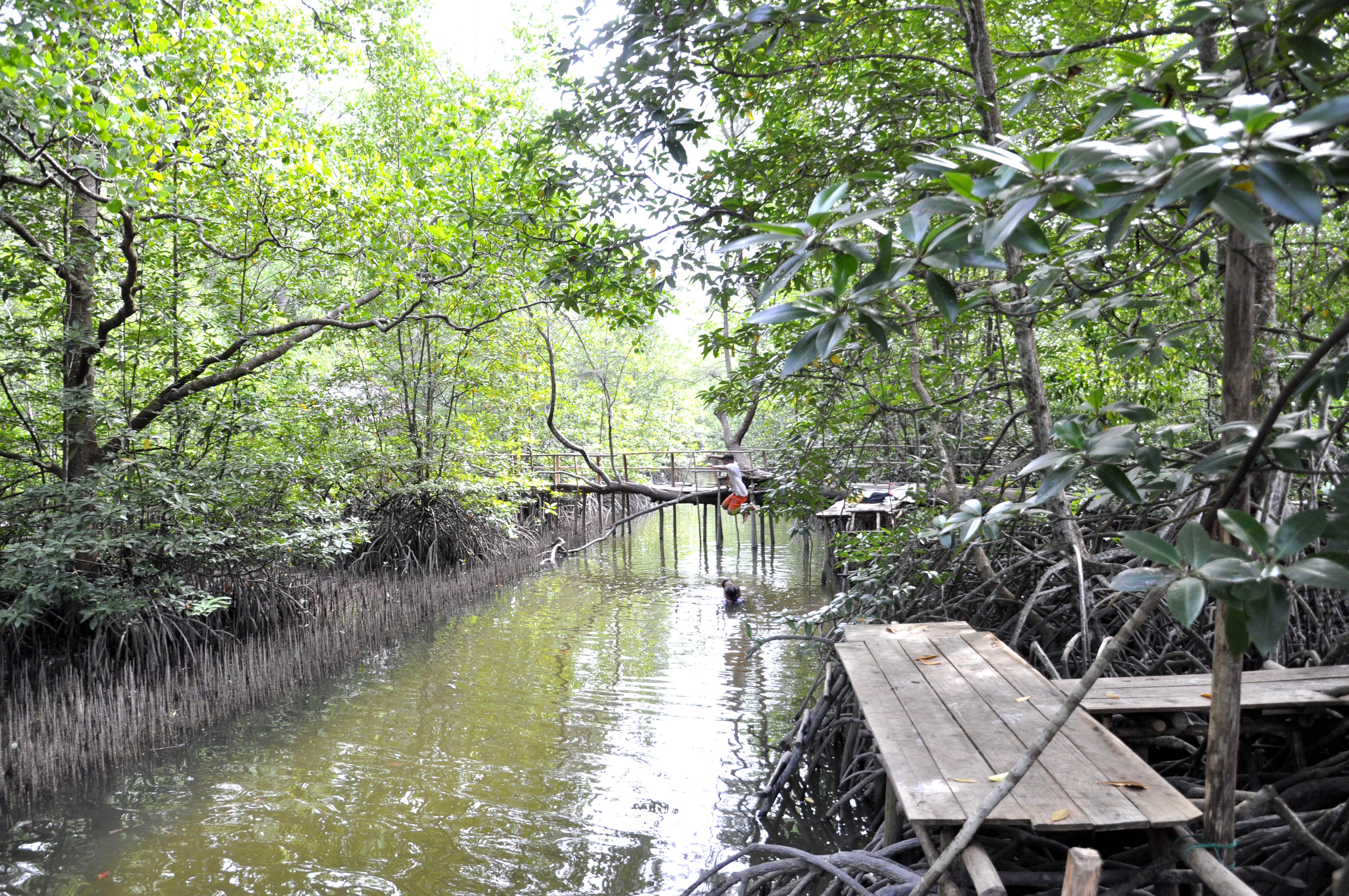 Detail Gambar Hutan Liar Hutan Mangrove Nomer 13