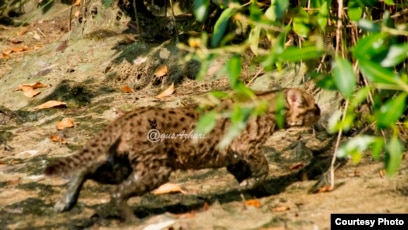 Detail Gambar Hutan Liar Hutan Mangrove Nomer 19