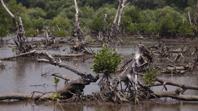 Detail Gambar Hutan Liar Hutan Mangrove Nomer 20