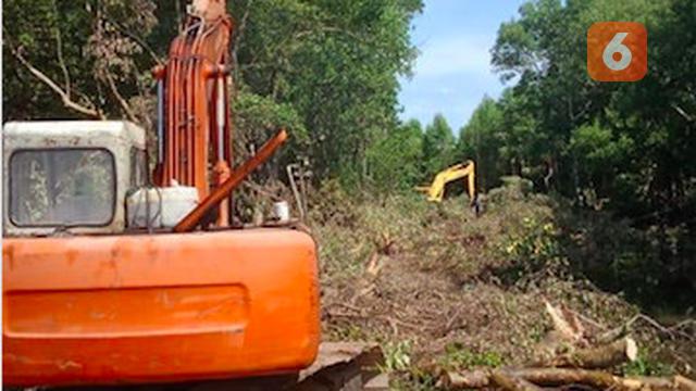 Detail Gambar Hutan Liar Hutan Mangrove Nomer 29