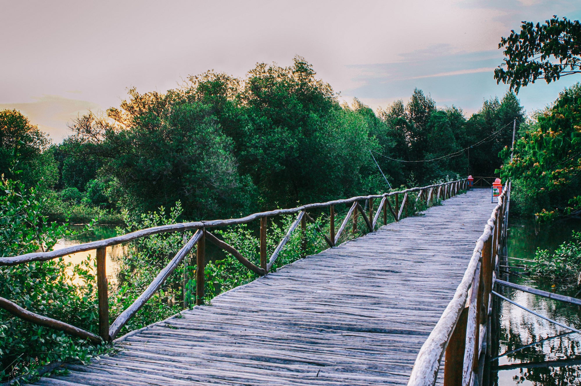 Detail Gambar Hutan Liar Hutan Mangrove Nomer 32