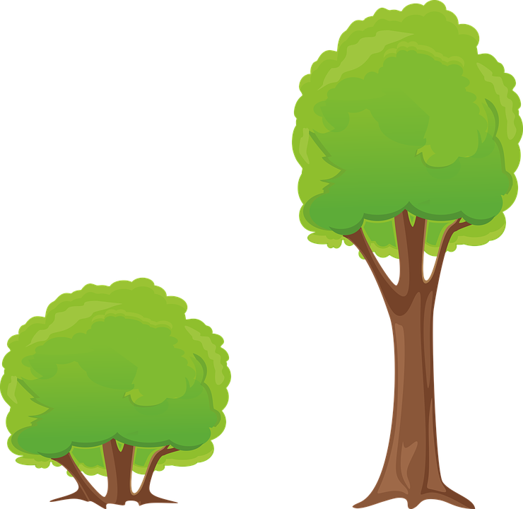 Detail Baum Bilder Nomer 5