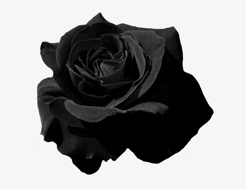 Detail Black Rose Png Nomer 7