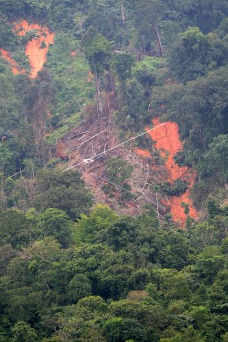 Detail Gambar Hutan Liar Padang Batu Nomer 15