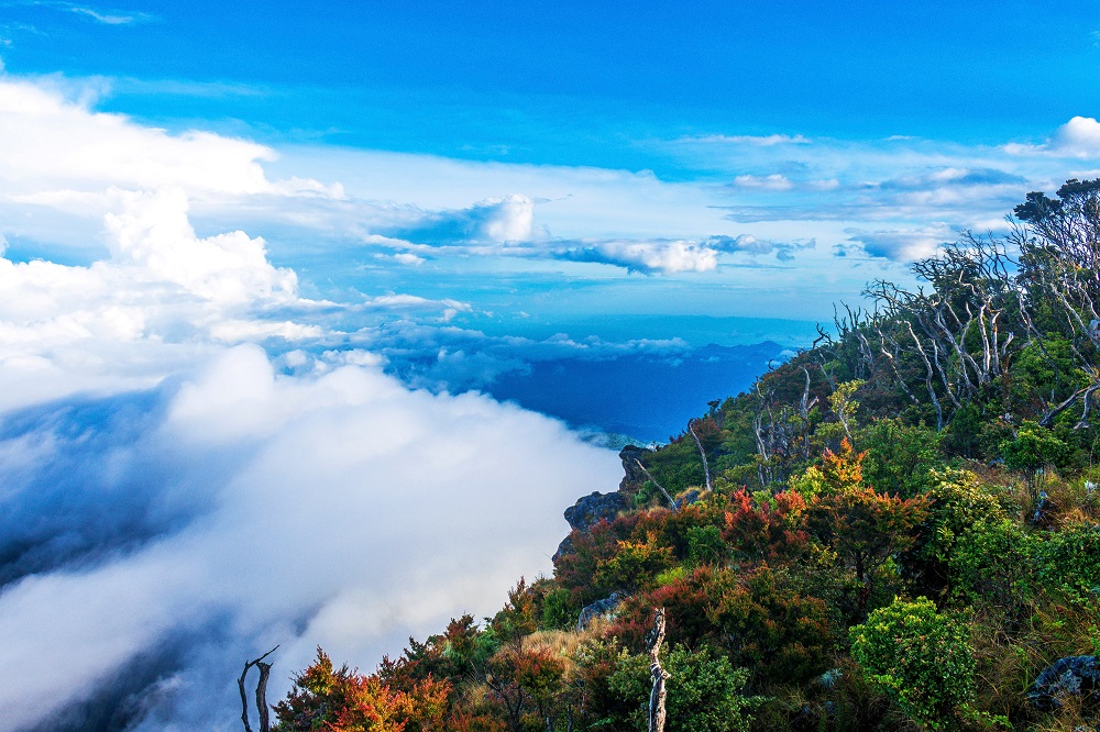 Detail Gambar Hutan Liar Padang Batu Nomer 47