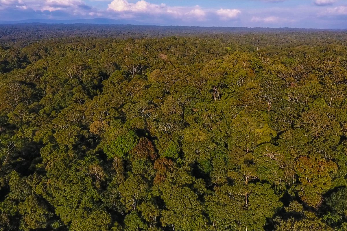 Detail Gambar Hutan Liar Padang Batu Nomer 50