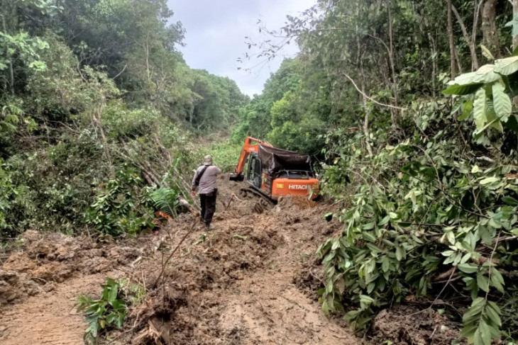 Detail Gambar Hutan Liar Padang Batu Nomer 51