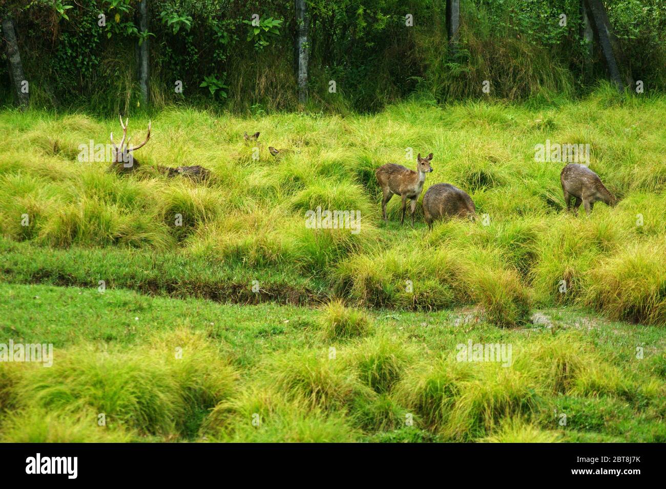 Detail Gambar Hutan Liar Padang Padang Beach Nomer 30