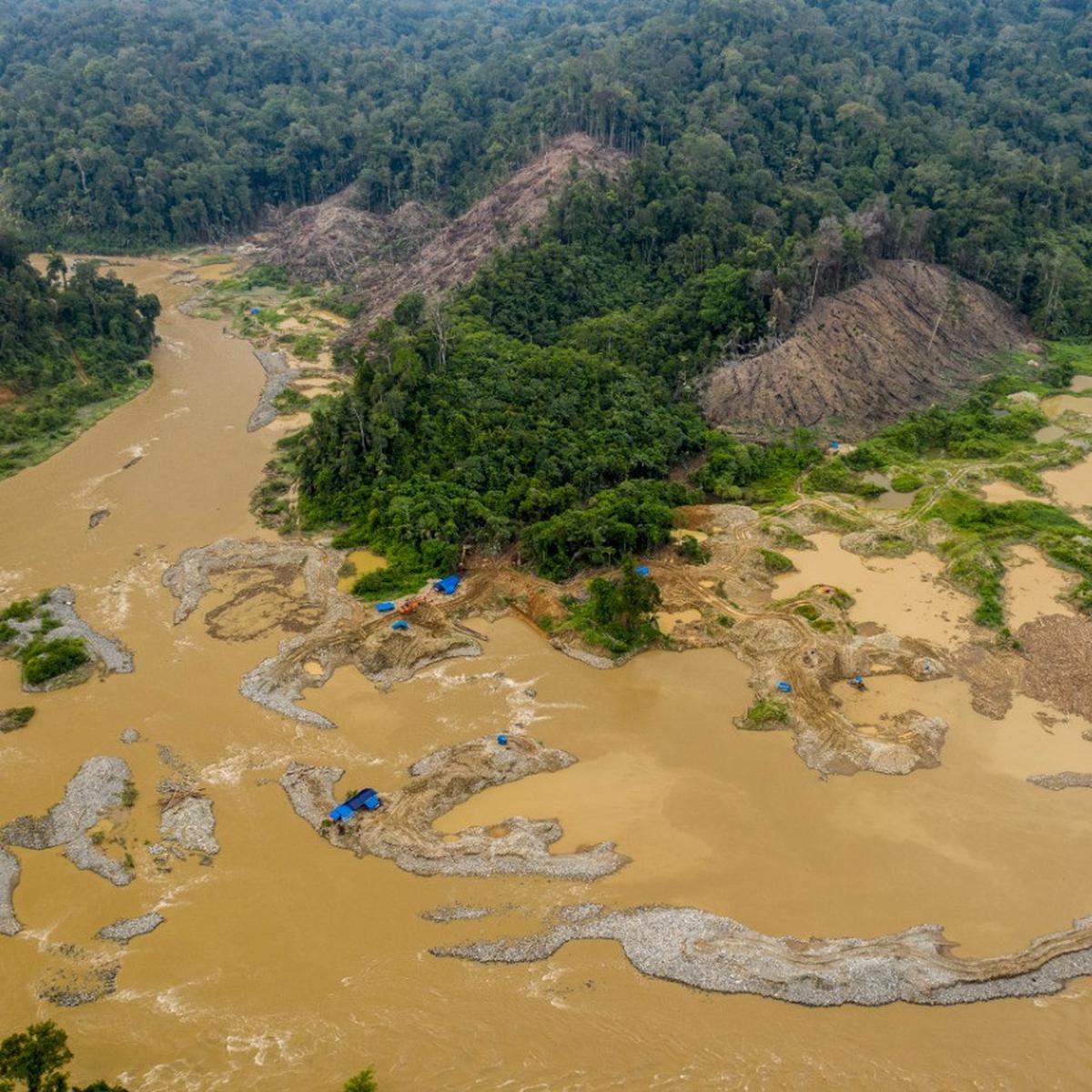 Detail Gambar Hutan Liar Padang Pasir Nomer 25