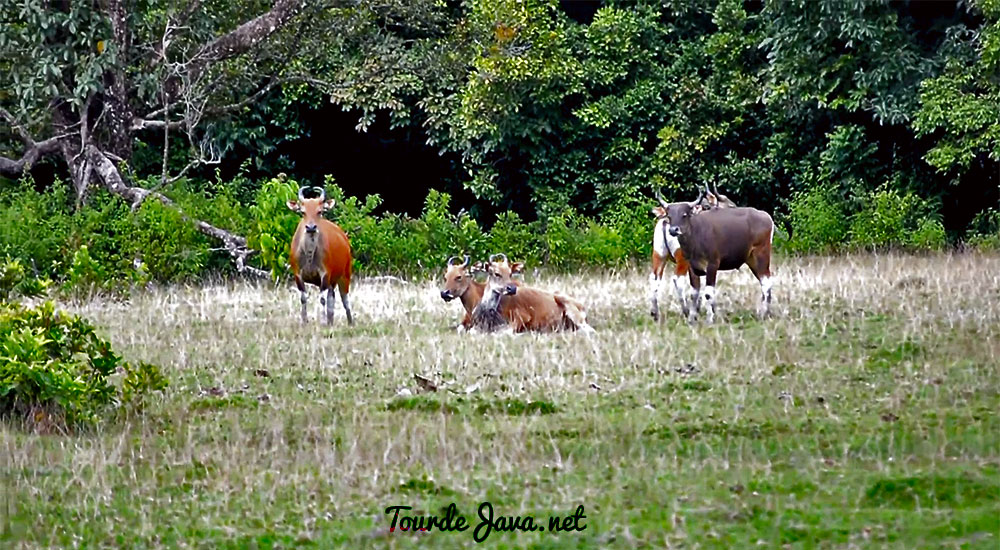 Gambar Hutan Liar Padang Savana - KibrisPDR