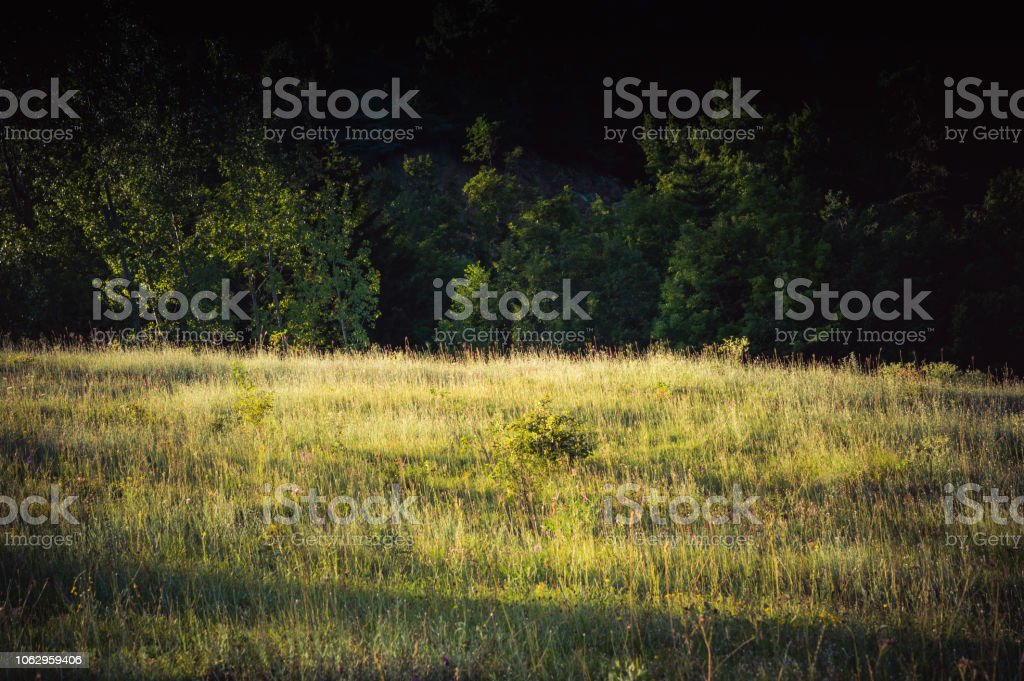 Detail Gambar Hutan Liar Padang Savana Nomer 19