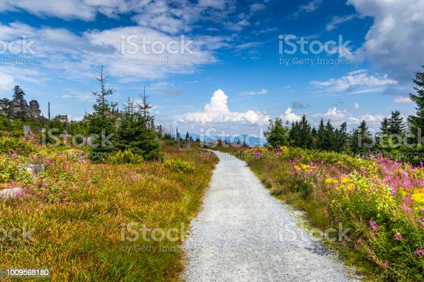 Detail Gambar Hutan Liar Padang Savana Nomer 27