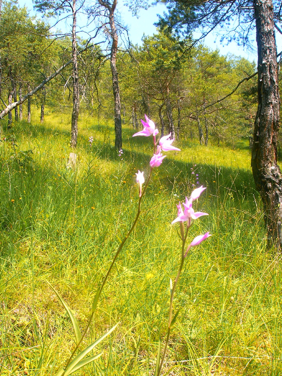 Detail Gambar Hutan Liar Padang Savana Nomer 37