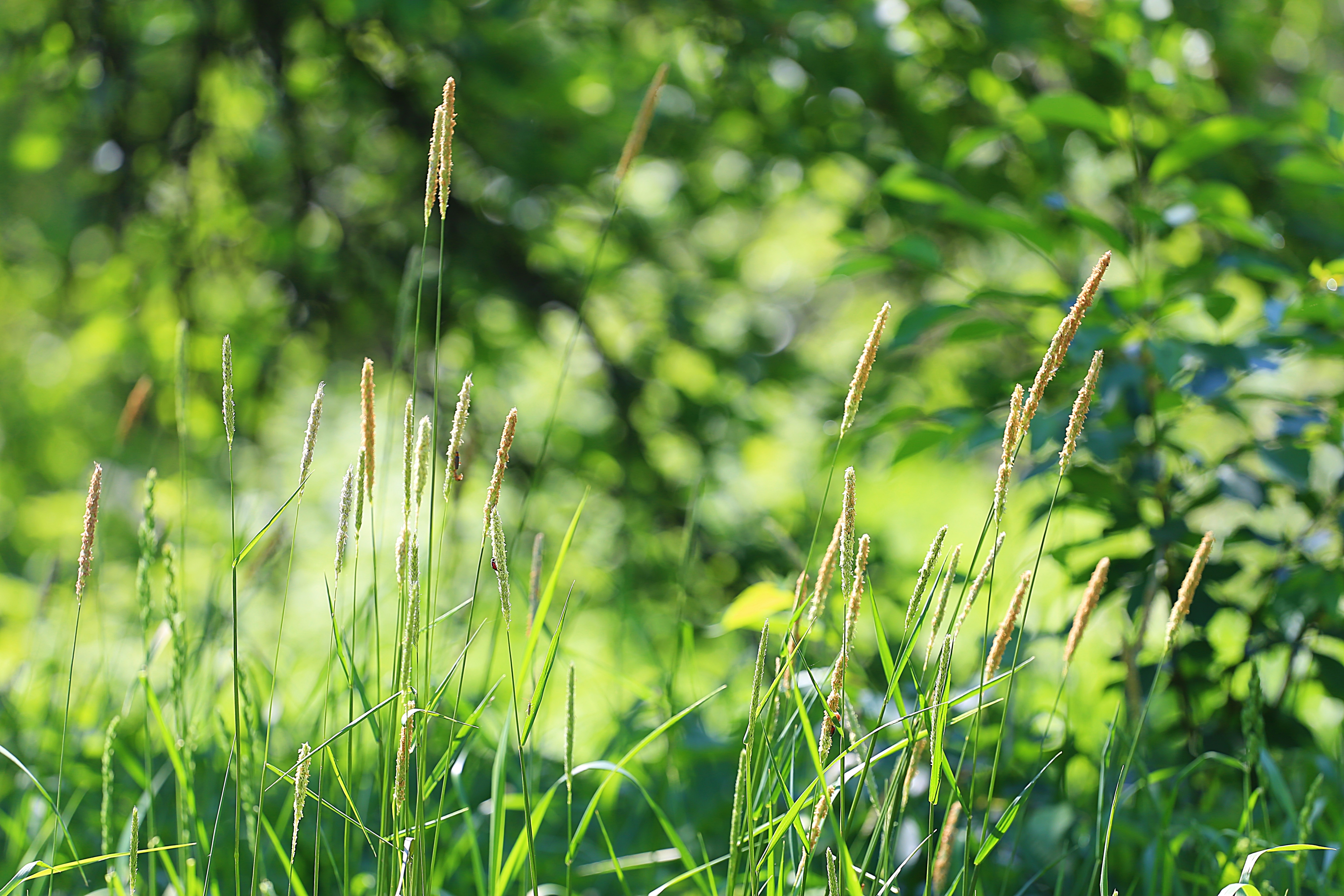 Detail Gambar Hutan Liar Padang Savana Nomer 52