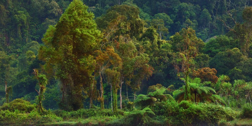 Detail Gambar Hutan Liar Puncal Dunia Nomer 23
