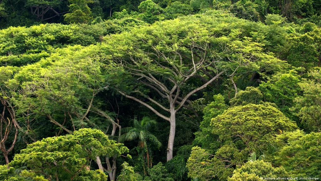 Detail Gambar Hutan Liar Puncal Dunia Nomer 39