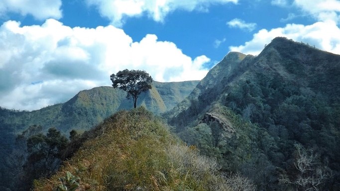 Detail Gambar Hutan Liar Puncal Gunung Batu Dunia Nomer 12