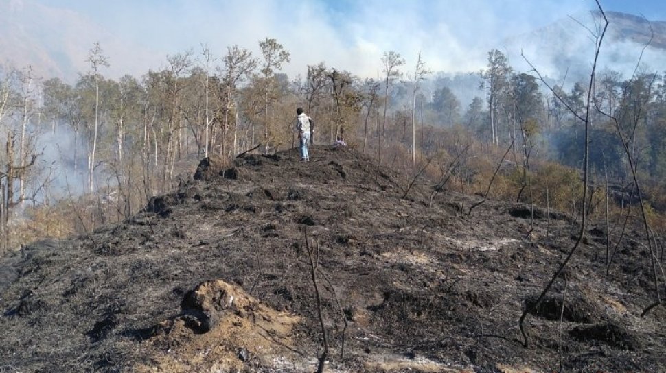 Detail Gambar Hutan Liar Puncal Gunung Batu Dunia Nomer 15