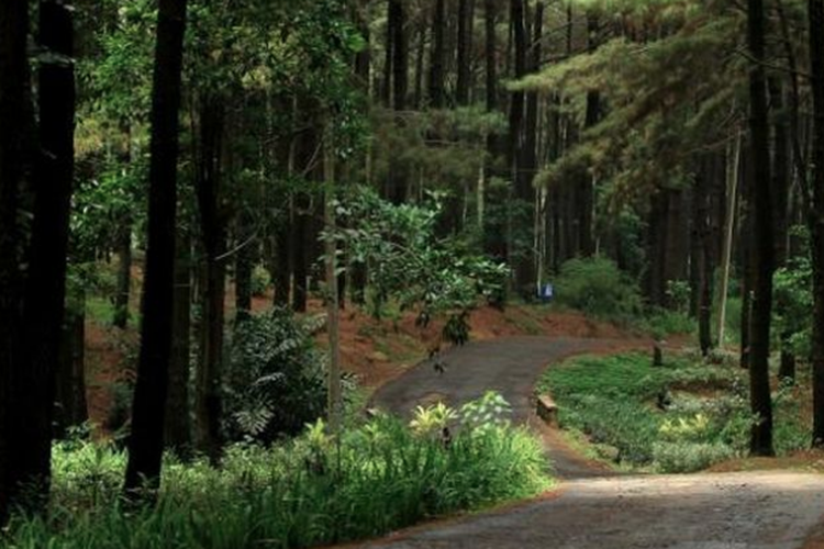 Detail Gambar Hutan Liar Puncal Gunung Batu Dunia Nomer 26