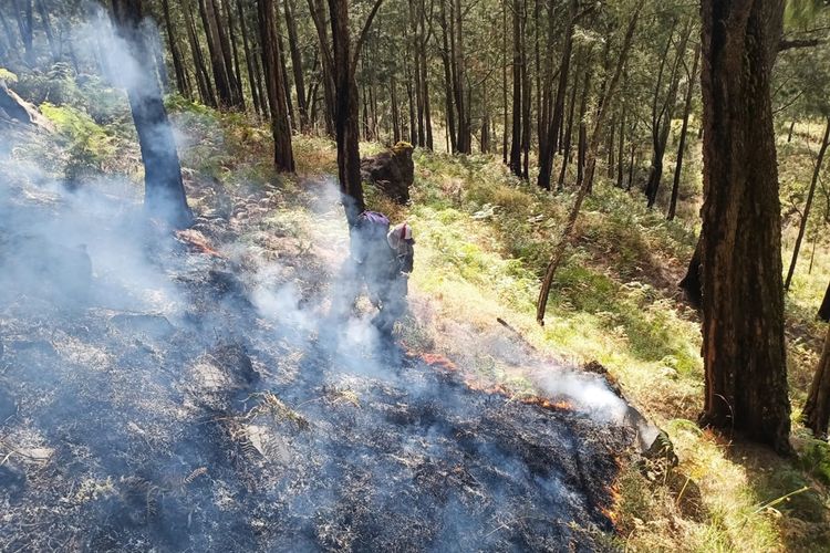 Detail Gambar Hutan Liar Puncal Gunung Batu Dunia Nomer 27