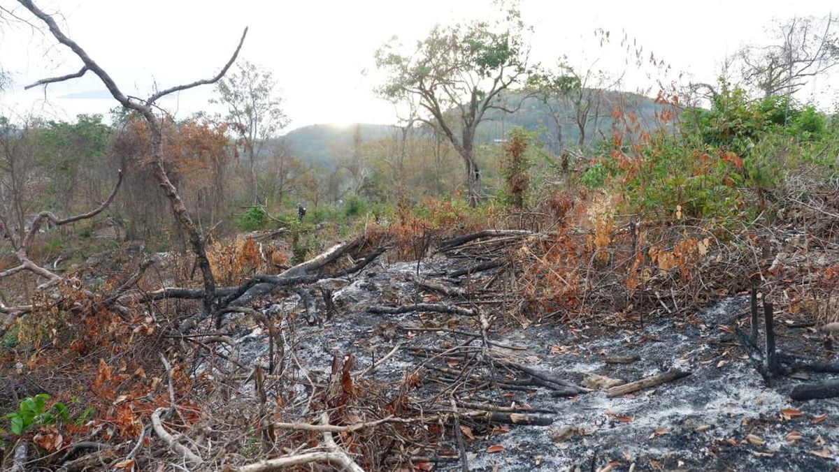 Detail Gambar Hutan Liar Puncal Gunung Batu Dunia Nomer 28