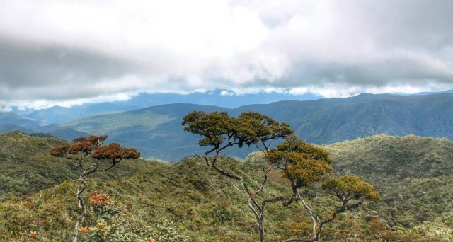 Detail Gambar Hutan Liar Puncal Gunung Batu Dunia Nomer 30