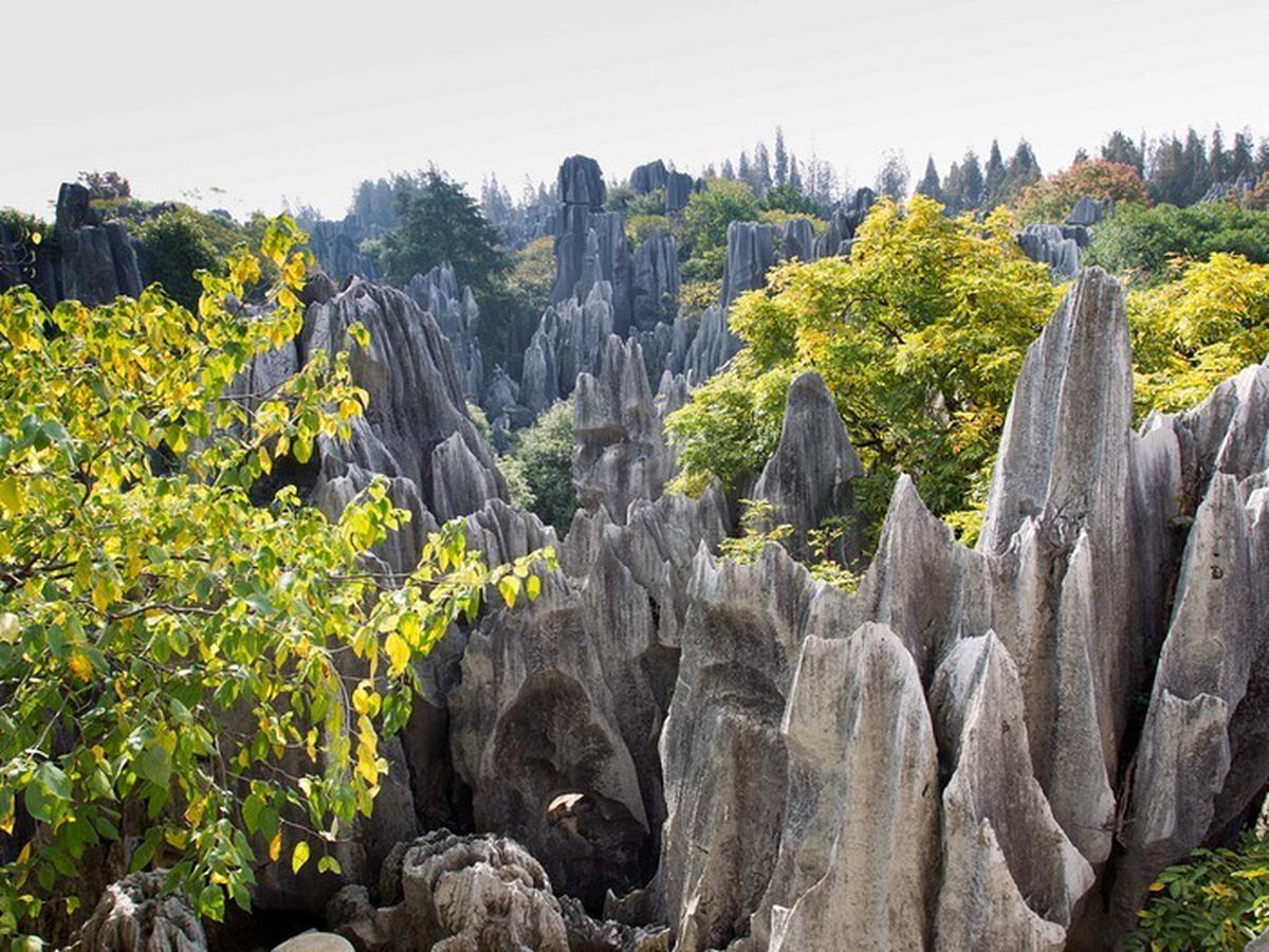 Detail Gambar Hutan Liar Puncal Gunung Batu Dunia Nomer 5
