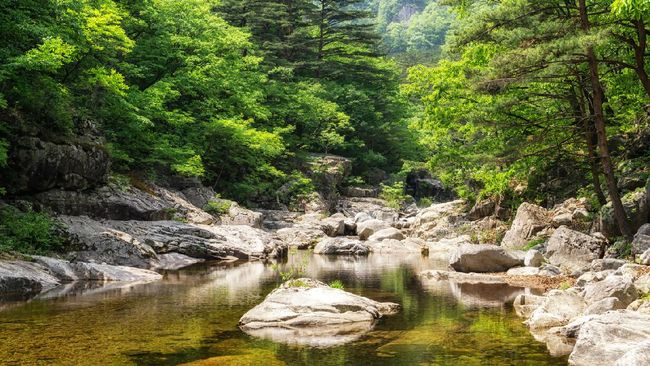 Detail Gambar Hutan Liar Puncal Gunung Batu Dunia Nomer 37