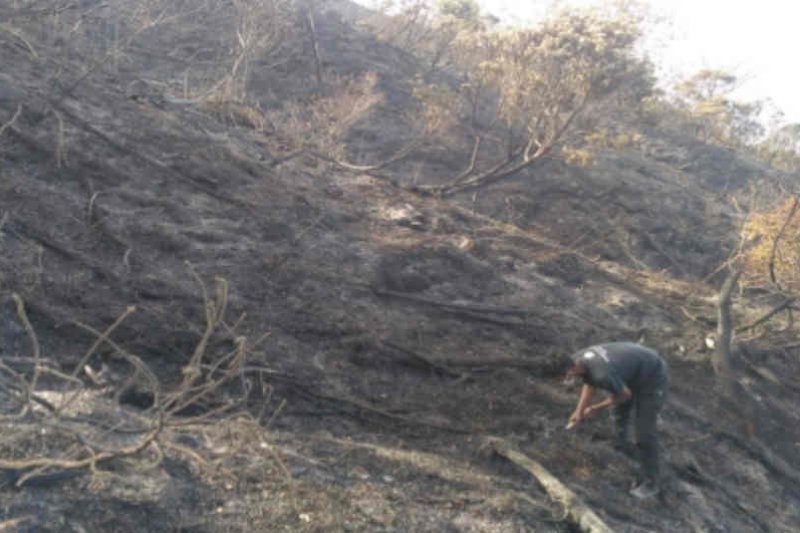 Detail Gambar Hutan Liar Puncal Gunung Batu Dunia Nomer 38