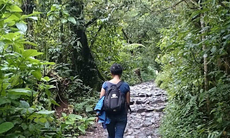 Detail Gambar Hutan Liar Puncal Gunung Batu Dunia Nomer 39